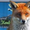 Kendal Fox