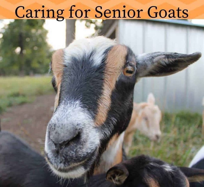 151350187_seniorgoats.thumb.JPG.0ed295ea9eb4fcd26ae9c0f2b7511551.JPG