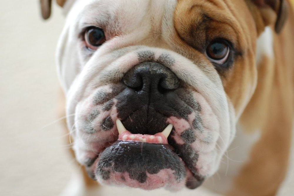 Bulldog_portrait_Frank.jpg