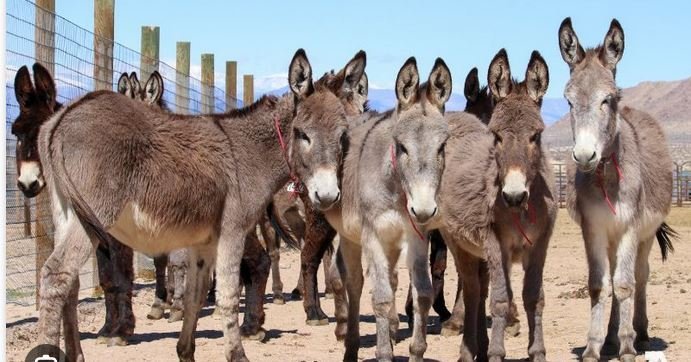 donkeys.JPG.e711eb954ea7644cdfd5e732390ed3d3.JPG