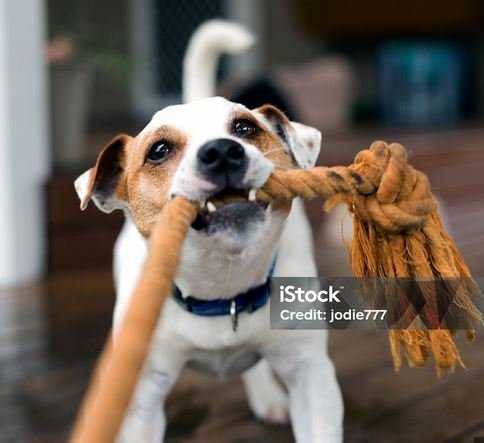 terrierstring.JPG.886ef4a2bffa50223da5c35110b466a1.JPG